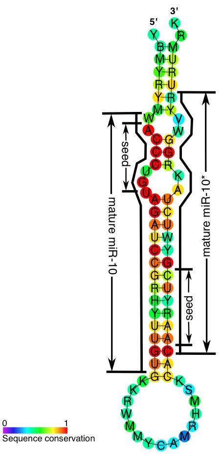 Mir-10 microRNA precursor family