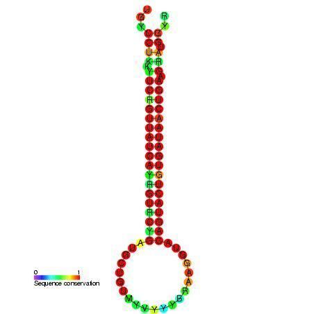 Mir-101 microRNA precursor family