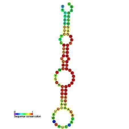Mir-124 microRNA precursor family
