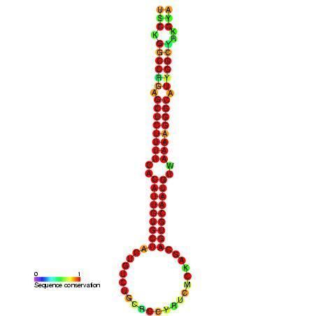 Mir-130 microRNA precursor family