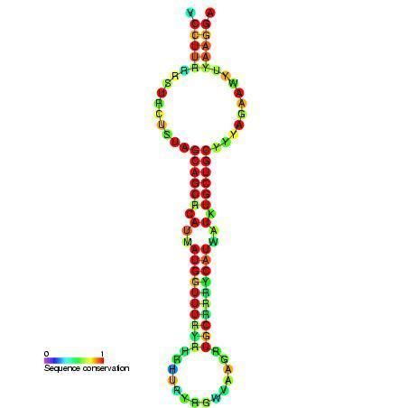 Mir-15 microRNA precursor family