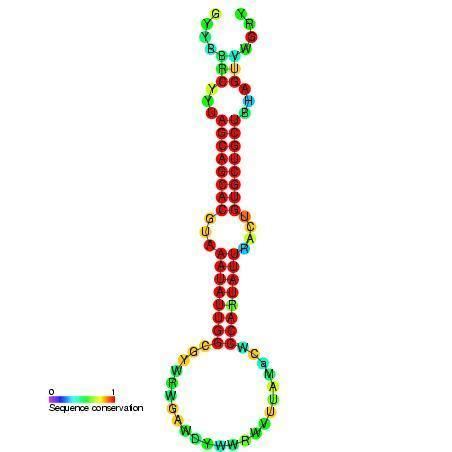 Mir-16 microRNA precursor family