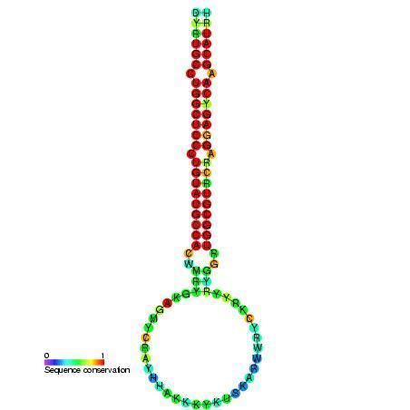 Mir-160 microRNA precursor family