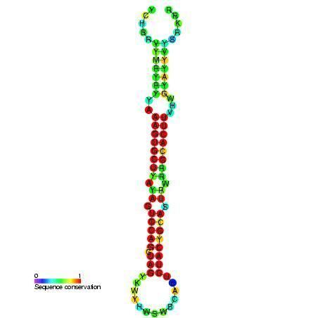 Mir-17 microRNA precursor family