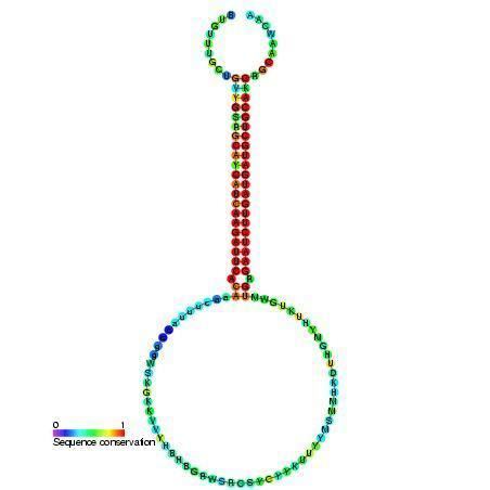 Mir-172 microRNA precursor family