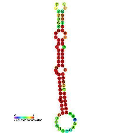 Mir-181 microRNA precursor