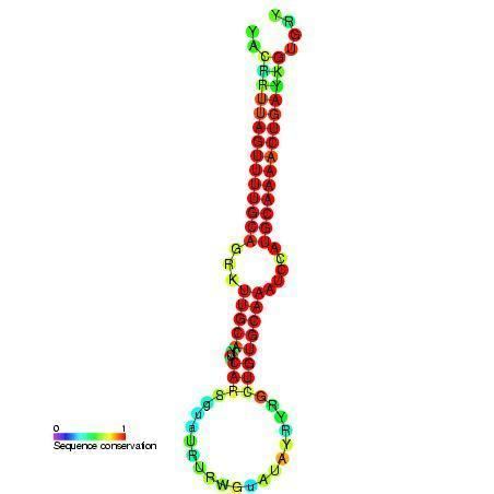 Mir-19 microRNA precursor family