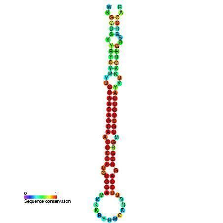 Mir-194 microRNA precursor family