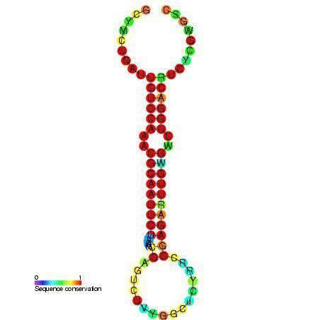 Mir-219 microRNA precursor family