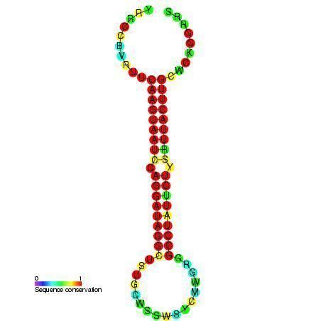 Mir-26 microRNA precursor family