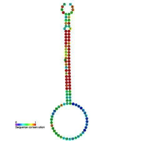 Mir-395 microRNA precursor family