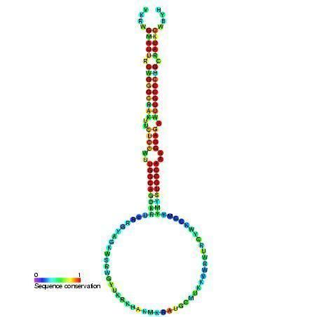 Mir-399 microRNA precursor family