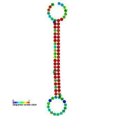 Mir-6 microRNA precursor