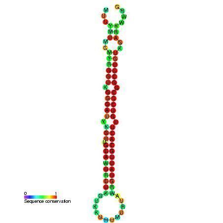 Mir-92 microRNA precursor family