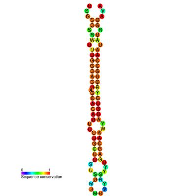 Mir-96 microRNA