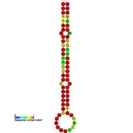 Mir-BHRF1-2 microRNA precursor family