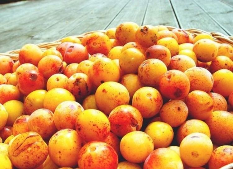 Mirabelle plum 2 Kinds of Mirabelle Plums Bring Sunshine to Stone Fruit Recipes
