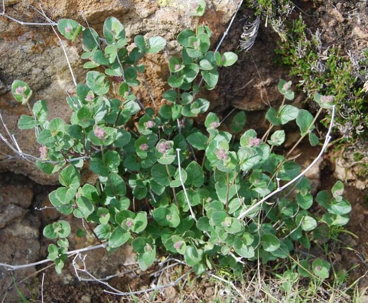 Mirabilis laevis Wishbone bush Native Plants CSU Channel Islands