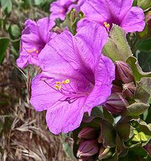 Mirabilis multiflora httpsuploadwikimediaorgwikipediacommonsthu