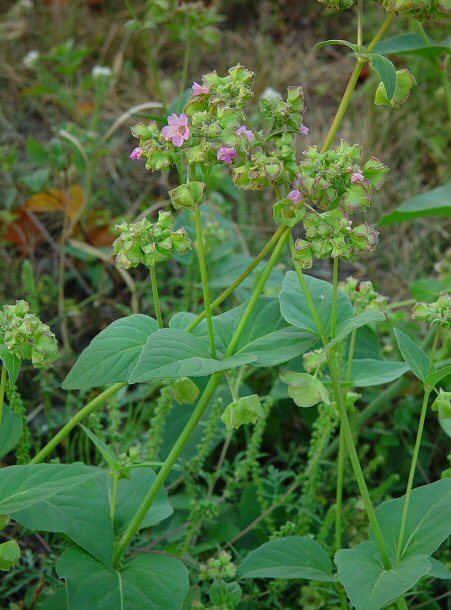 Mirabilis nyctaginea Mirabilis nyctaginea page