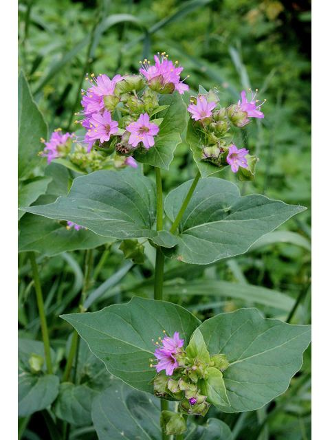 Mirabilis nyctaginea wwwwildflowerorgimagearchive640x480RWSRWSI