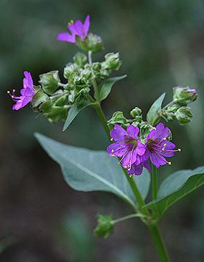 Mirabilis nyctaginea Mirabilis nyctaginea Colorado Wildflowers