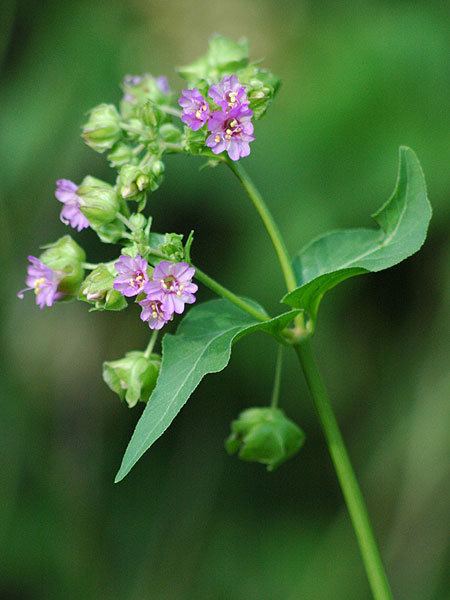 Mirabilis nyctaginea Mirabilis nyctaginea