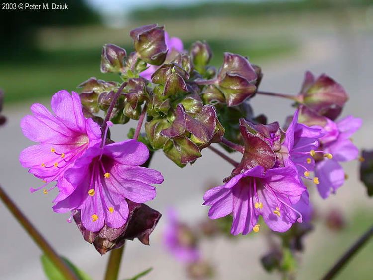 Mirabilis nyctaginea Mirabilis nyctaginea Wild Four O39Clock Minnesota Wildflowers