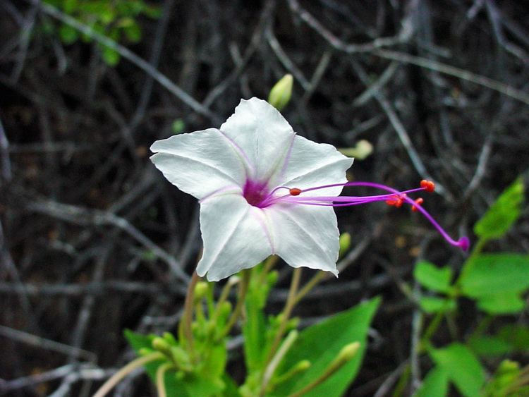 Mirabilis (plant) Vascular Plants of the Gila Wilderness Mirabilis longiflora