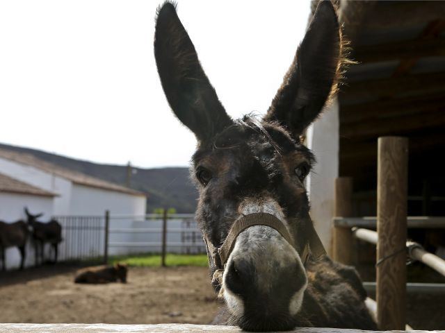 Miranda donkey Miranda donkey facing extinction study warns The Portugal News