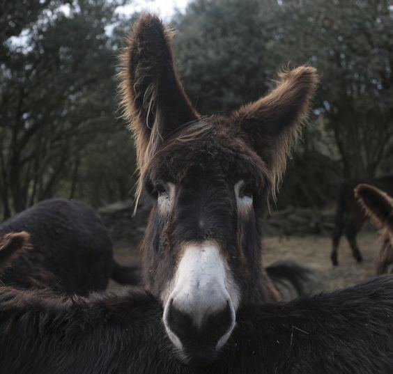 Miranda donkey A Miranda Donkey an endangered species from Portugal Fun