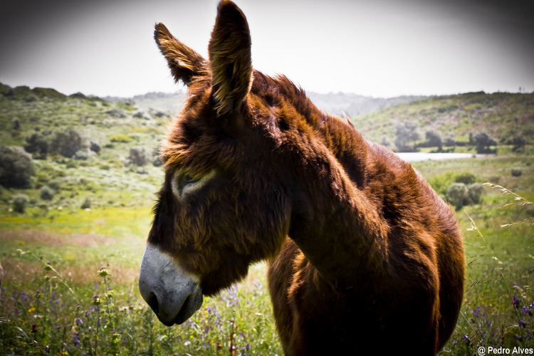 Miranda donkey Equus africanus asinus subspecies BurrodeMiranda Flickr