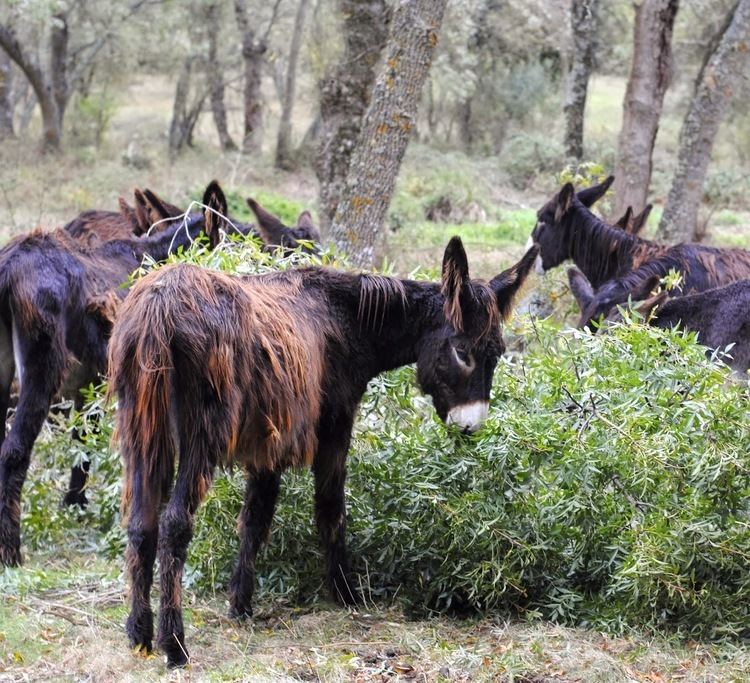 Miranda donkey Cebolas do Campinho With the woolly donkeys of Miranda