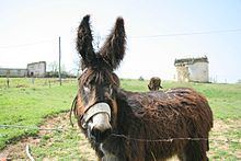 Miranda donkey httpsuploadwikimediaorgwikipediacommonsthu