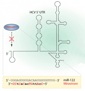 Miravirsen Treating hepatitis C by blocking a cellular microRNA