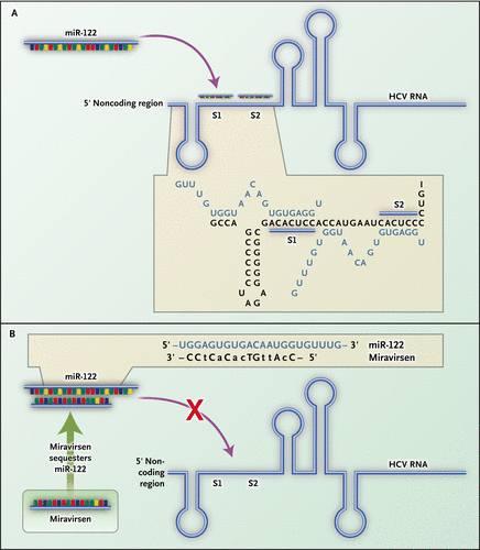 Miravirsen Treatment of HCV Infection by Targeting MicroRNA NEJM