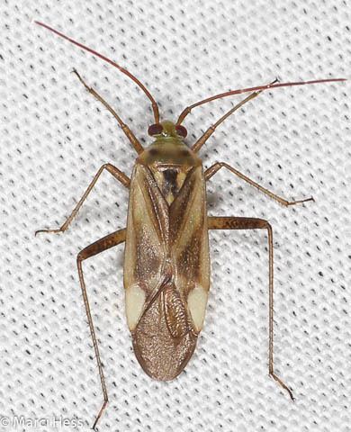 Miridae Miridae Plant Bugs Driftless Prairies Native Habitat Restoration