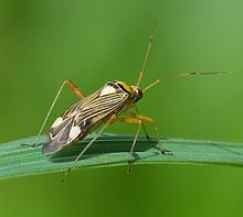 Miridae httpsuploadwikimediaorgwikipediacommonsthu