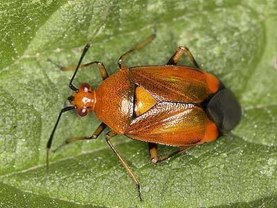 Miridae Miridae Deraeocoris ruber