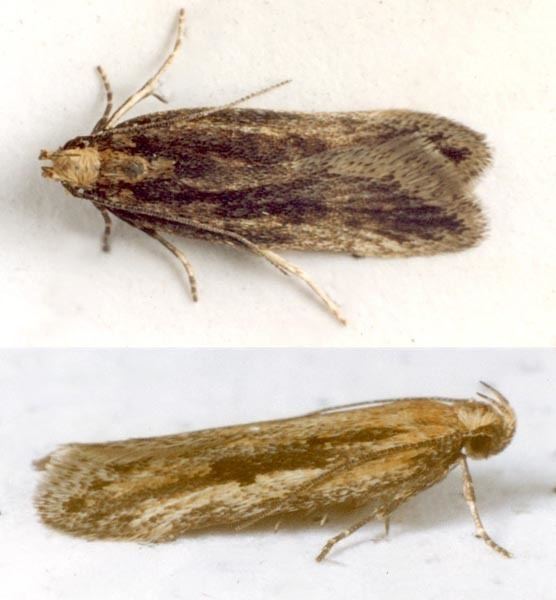 Mirificarma mulinella Mirificarma mulinella UKMoths