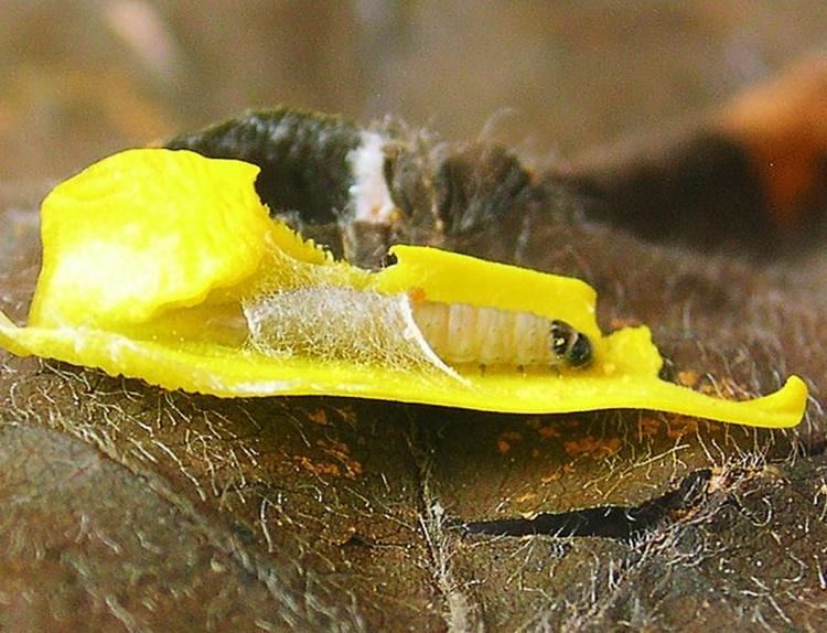 Mirificarma mulinella Gelechiid Recording Scheme