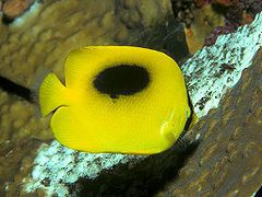 Mirror butterflyfish httpsuploadwikimediaorgwikipediacommonsthu