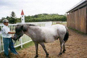 Misaki horse Misaki Horse or Misaki uma