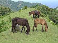 Misaki horse httpsuploadwikimediaorgwikipediacommonsthu