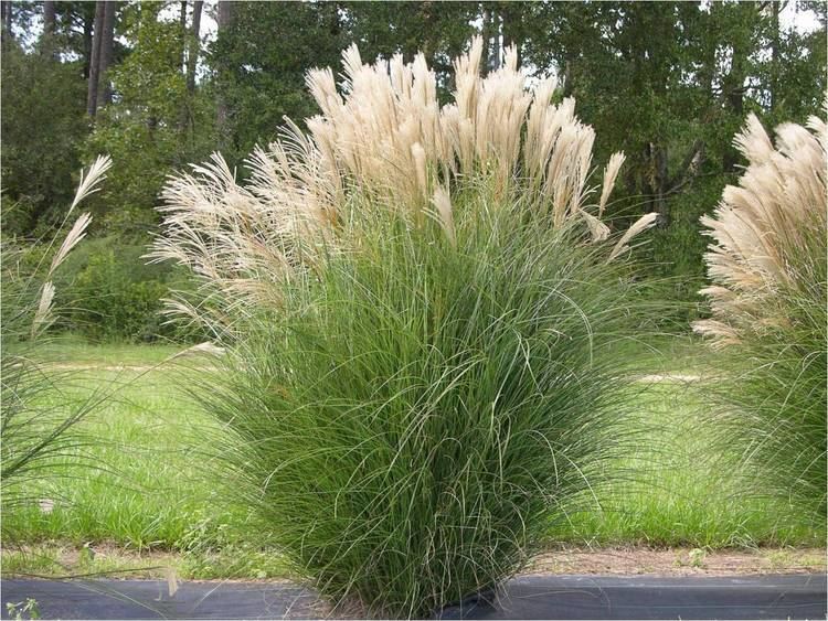 Miscanthus oglesbytccomcatalogimagesdetailed0Miscanthus