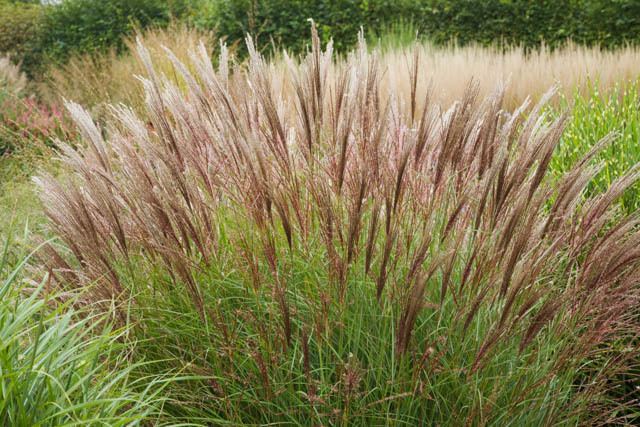 Miscanthus Best Japanese Silver Grasses for Your Garden Miscanthus sinensis
