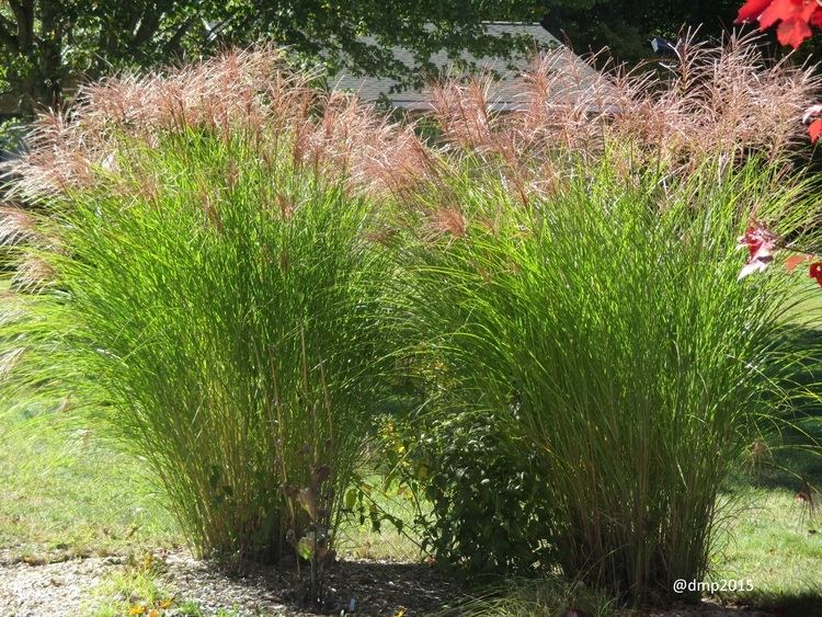 Miscanthus Miscanthus Uconnladybug39s Blog