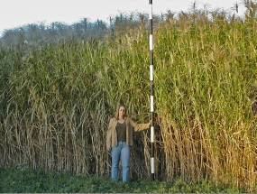 Miscanthus Miscanthus Miscanthus x giganteus for Biofuel Production eXtension