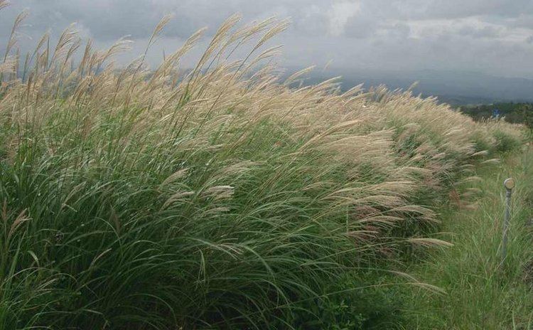 Miscanthus Miscanthus plant lust