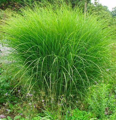 Miscanthus Miscanthus sinensis 39Gracillimus39 Fine Gardening